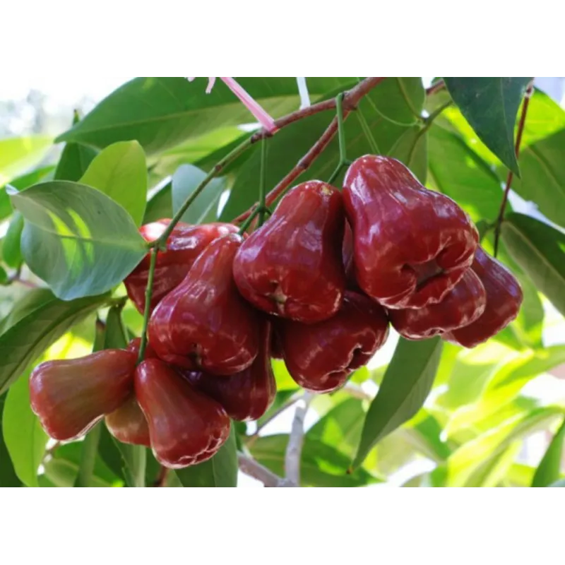 Java Apple Seeds, Rose Apple, Wax Jambu | Seeds Shop Store