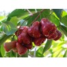 Java Apple Seeds, Rose Apple, Wax Jambu | Seeds Shop Store