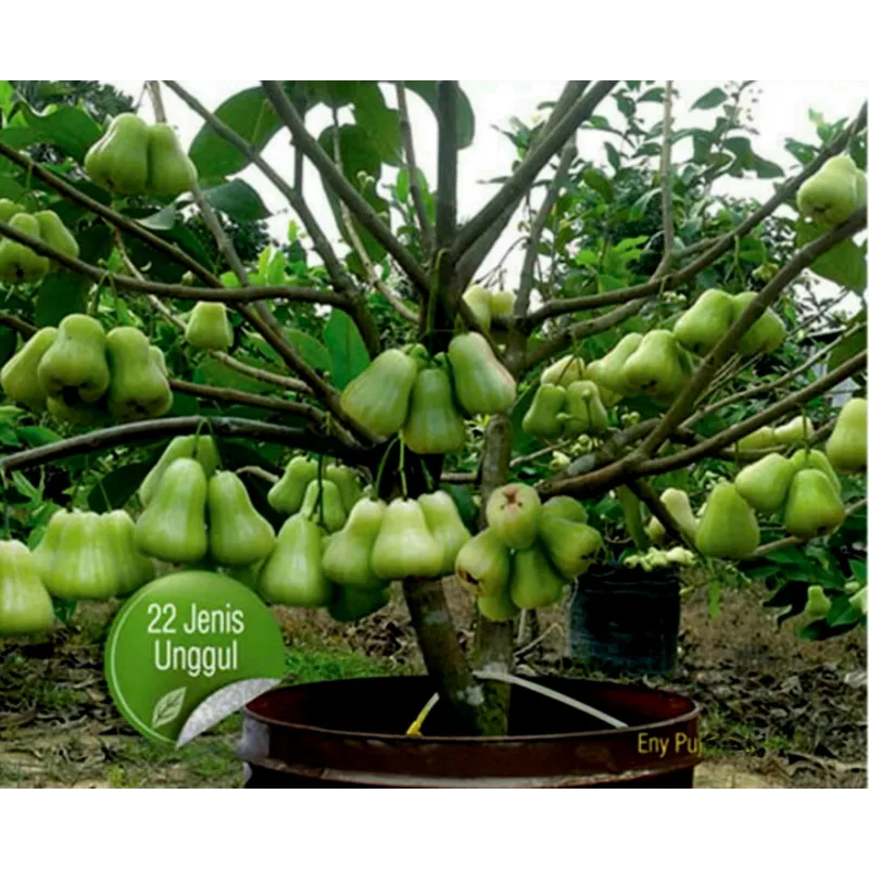 Java Apple Seeds, Rose Apple, Wax Jambu | Seeds Shop Store