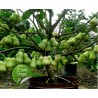 Java Apple Seeds, Rose Apple, Wax Jambu | Seeds Shop Store