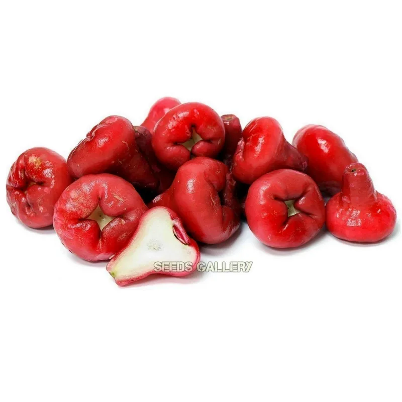 Java Apple Seeds, Rose Apple, Wax Jambu | Seeds Shop Store
