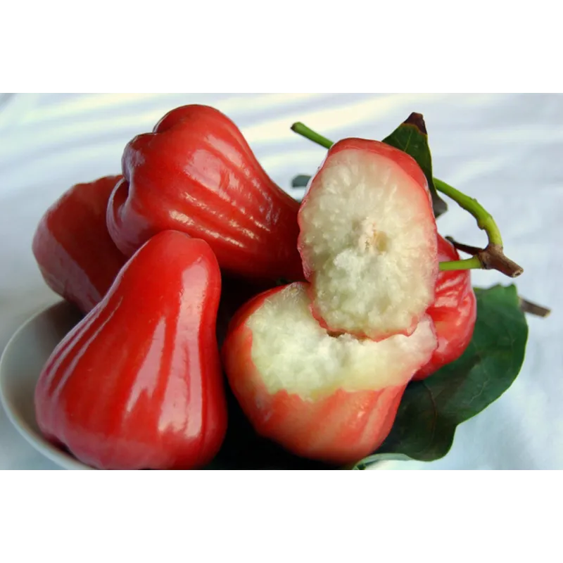 Java Apple Seeds, Rose Apple, Wax Jambu | Seeds Shop Store