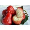 Java Apple Seeds, Rose Apple, Wax Jambu | Seeds Shop Store
