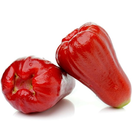 Java Apple Seeds, Rose Apple, Wax Jambu | Seeds Shop Store