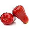 Java Apple Seeds, Rose Apple, Wax Jambu | Seeds Shop Store