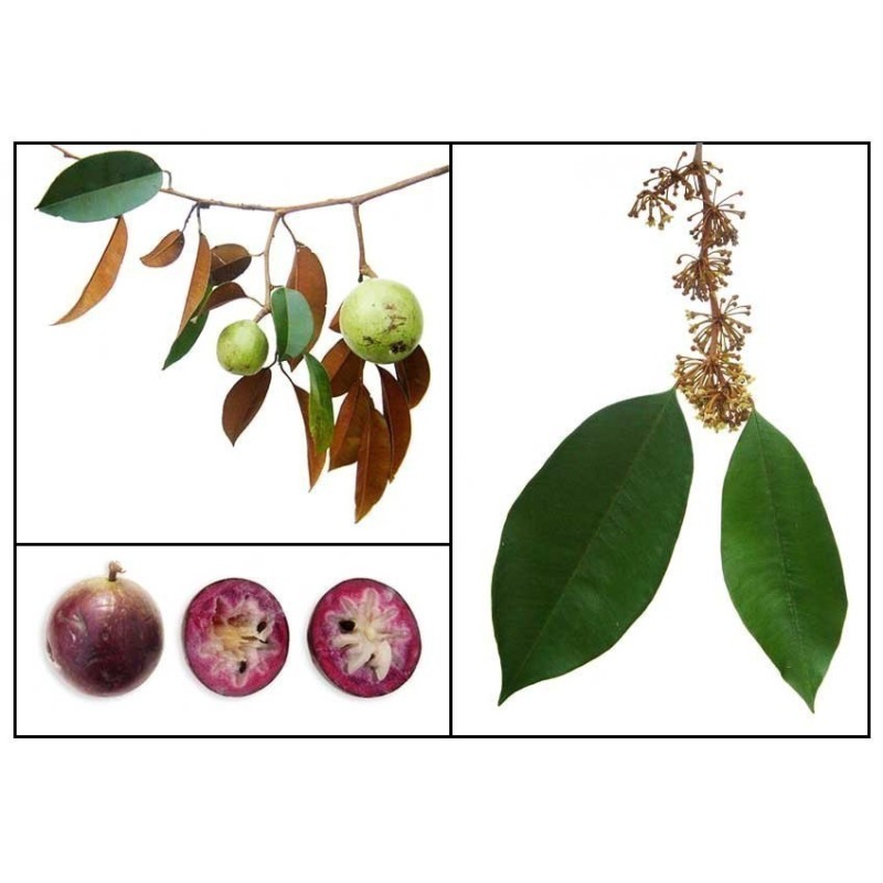 Sementes Abiú, Cainito, Ciniti (Chrysophyllum cainito) | Seeds Shop Store