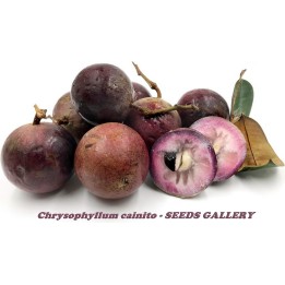 Star Apple Seeds (Chrysophyllum cainito) - 4.455