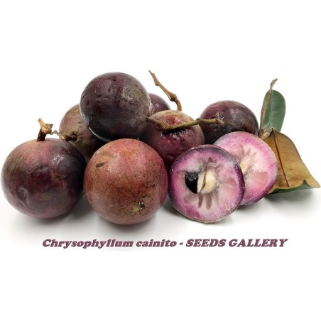 Sementes Abiú, Cainito, Ciniti (Chrysophyllum cainito) | Seeds Shop Store