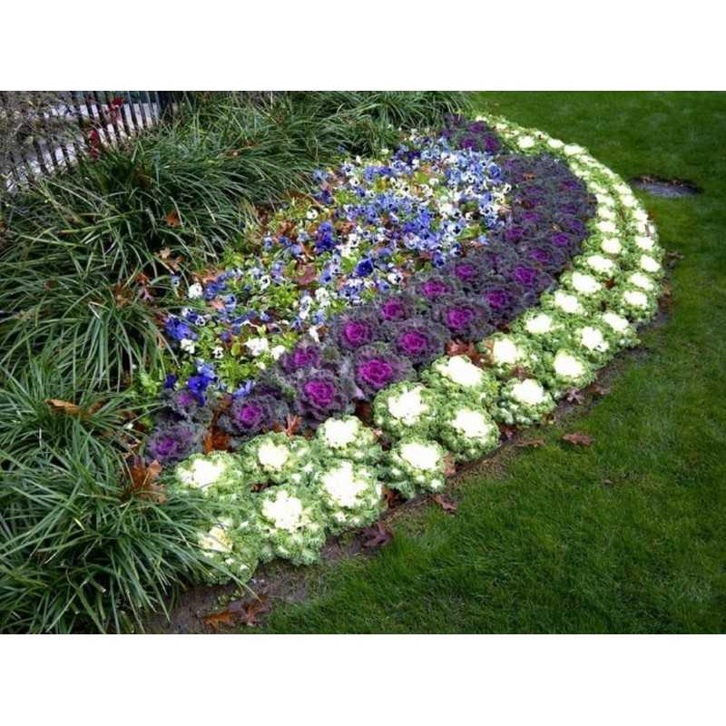 Ornamental cabbage Seeds | Seeds Shop Store