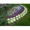 Ornamental cabbage Seeds | Seeds Shop Store
