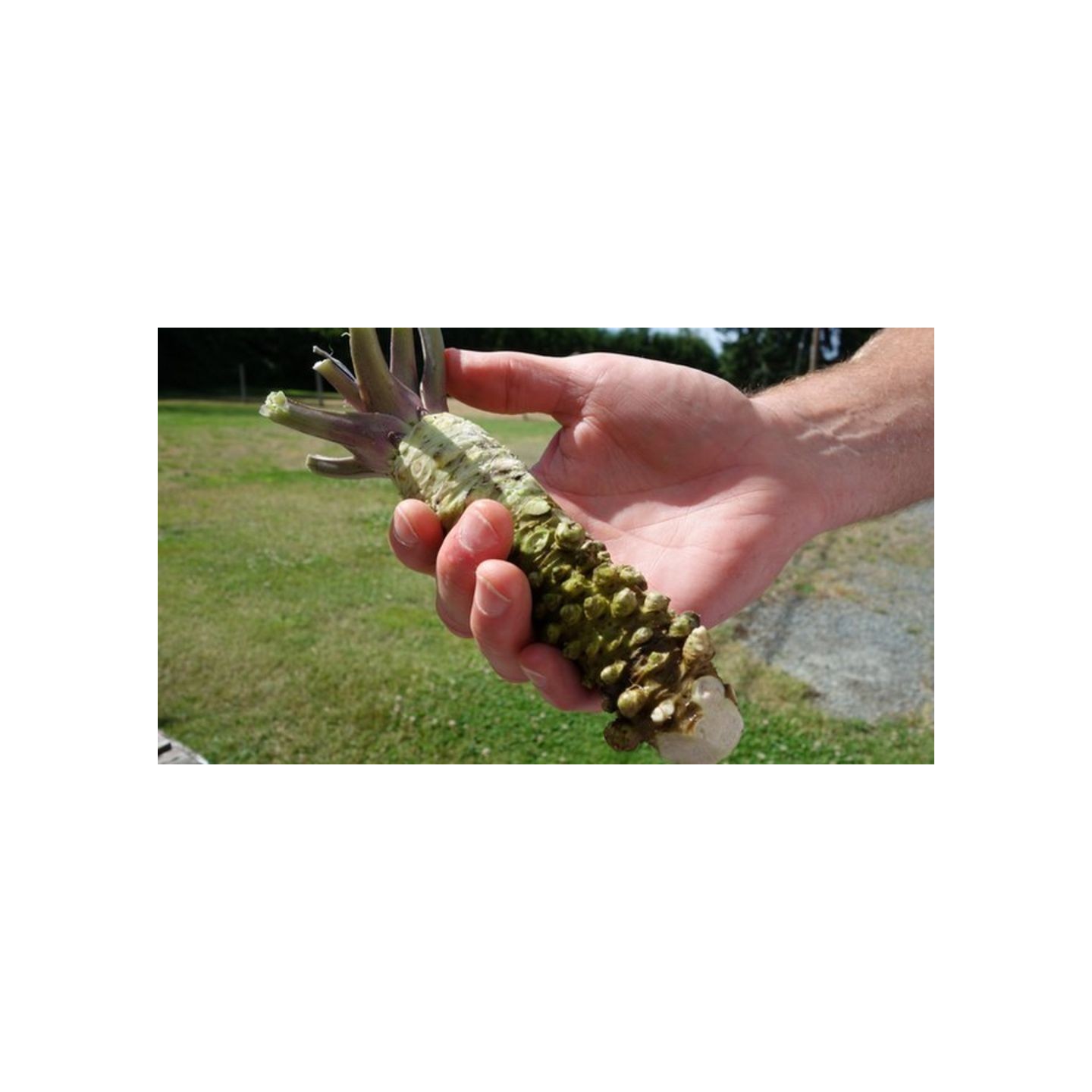 Wasabi Seeds (Wasabia japonica, Eutrema japonicum) | Quality