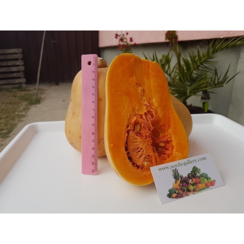Mini Butternut Kürbis Saatgut | Seeds Shop Store