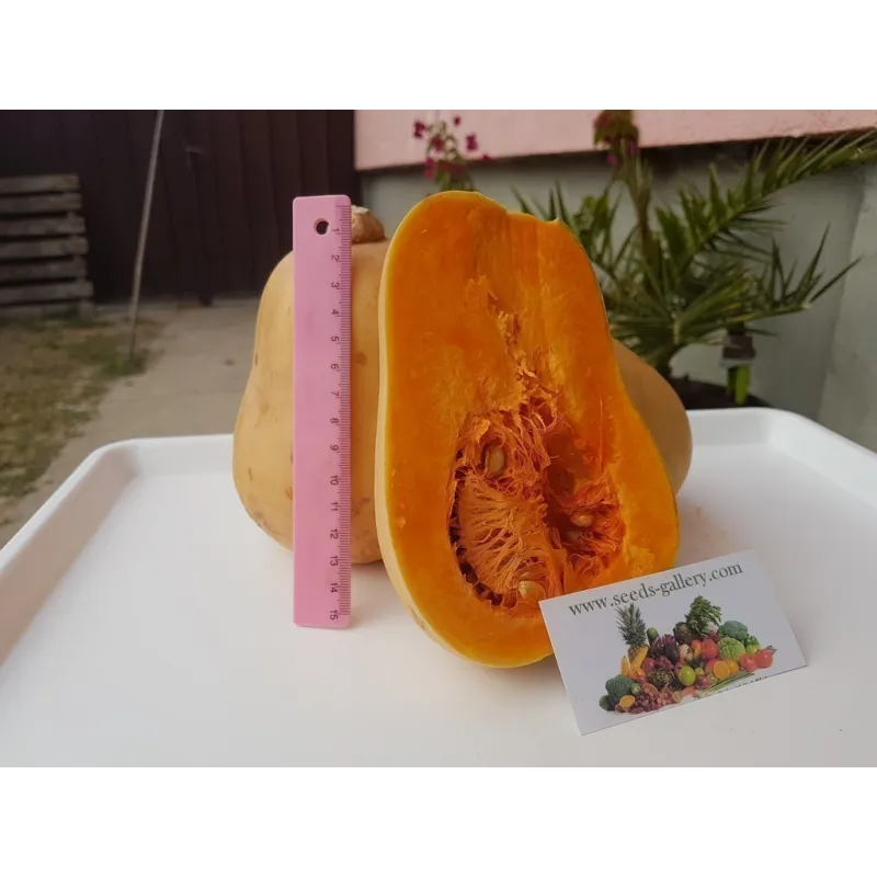 Small Fruited, Mini Butternut Squash Seeds | Seeds Shop Store