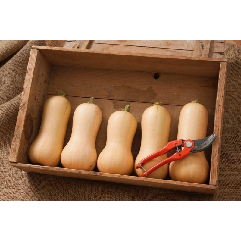 Mini Butternut Kürbis Saatgut | Seeds Shop Store