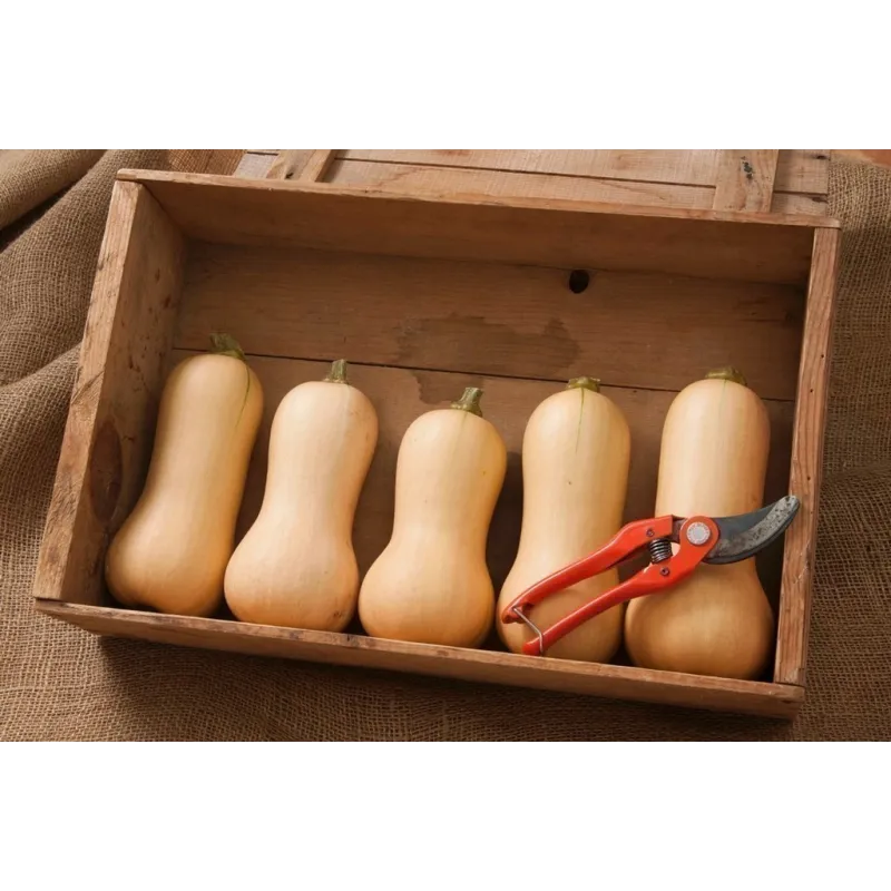 Small Fruited, Mini Butternut Squash Seeds | Seeds Shop Store