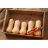 Mini Butternut Kürbis Saatgut | Seeds Shop Store