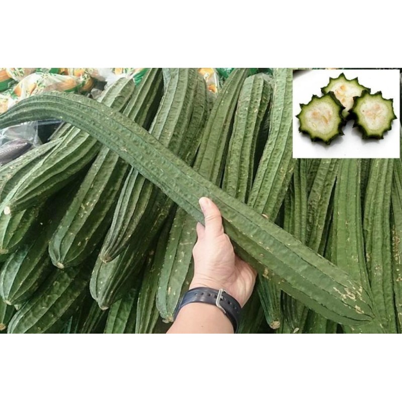 Angled luffa, Ridged luffa Seeds (Luffa acutangula) | Seeds Shop Store