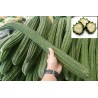Angled luffa, Ridged luffa Seeds (Luffa acutangula) | Seeds Shop Store