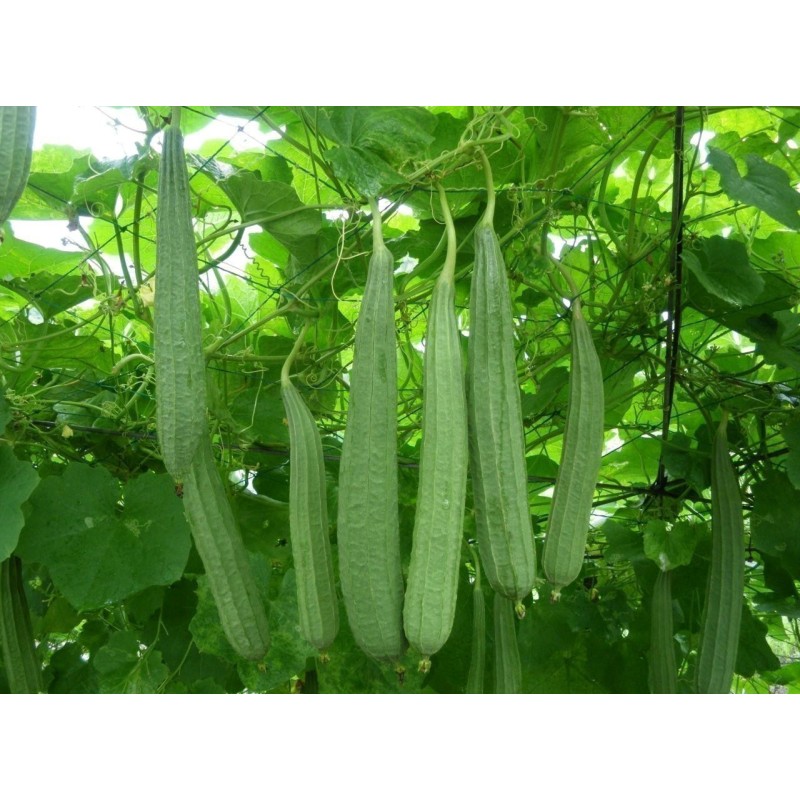 Angled luffa, Ridged luffa Seeds (Luffa acutangula) | Seeds Shop Store