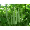 Angled luffa, Ridged luffa Seeds (Luffa acutangula) | Seeds Shop Store