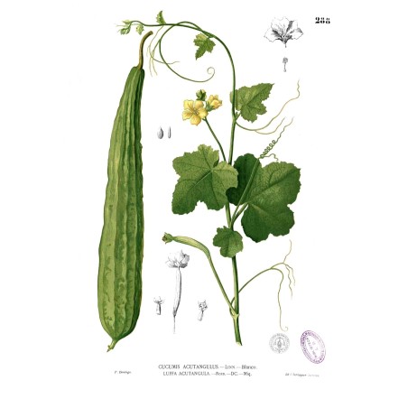 Angled luffa, Ridged luffa Seeds (Luffa acutangula) | Seeds Shop Store