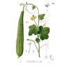 Angled luffa, Ridged luffa Seeds (Luffa acutangula) | Seeds Shop Store