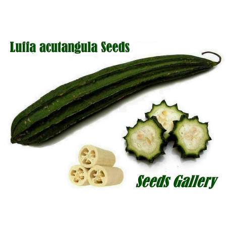 Angled luffa, Ridged luffa Seeds (Luffa acutangula) | Seeds Shop Store