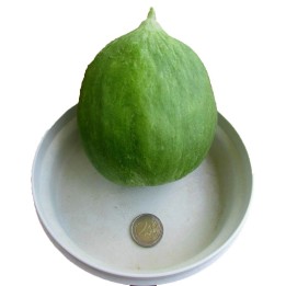 Cucumber Melon Seeds - Carosello Barattiere - 1.8