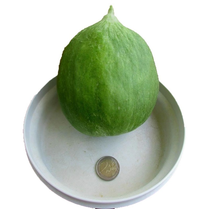 Cucumber Melon Seeds - Carosello Barattiere | Seeds Shop Store