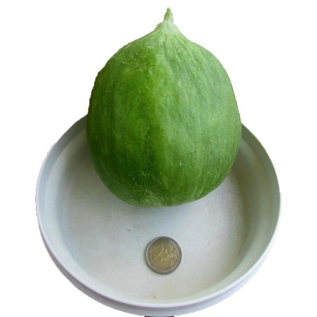 Cucumber Melon Seeds - Carosello Barattiere | Seeds Shop Store