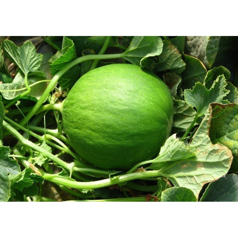Cucumber Melon Seeds - Carosello Barattiere | Seeds Shop Store