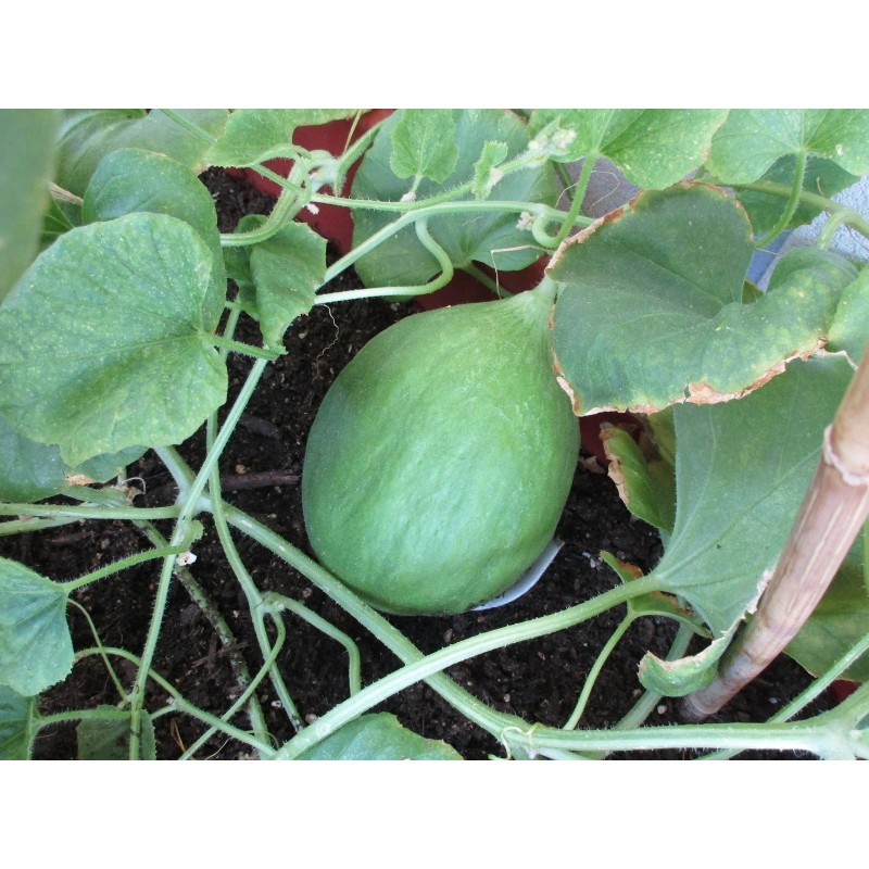 Cucumber Melon Seeds - Carosello Barattiere | Seeds Shop Store