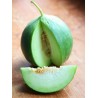 Cucumber Melon Seeds - Carosello Barattiere | Seeds Shop Store