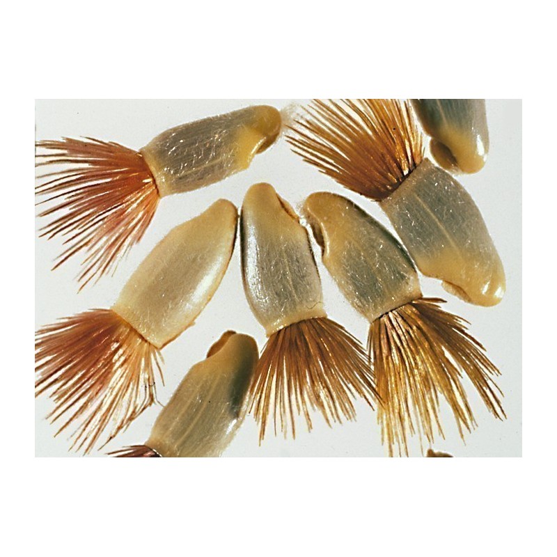 Kornblume Samen - Essbar (Cyanus segetum) | Seeds Shop Store