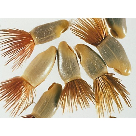 Kornblume Samen - Essbar (Cyanus segetum) | Seeds Shop Store