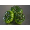 Costoluto Pachino Tomatensamen – Toamaten aus Siz. | Seeds Shop Store