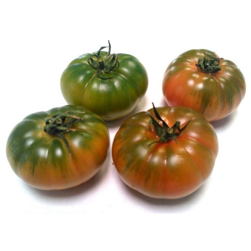 Costoluto Pachino Tomatensamen – Toamaten aus Siz. | Seeds Shop Store
