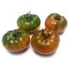 Costoluto Pachino Tomatensamen – Toamaten aus Siz. | Seeds Shop Store