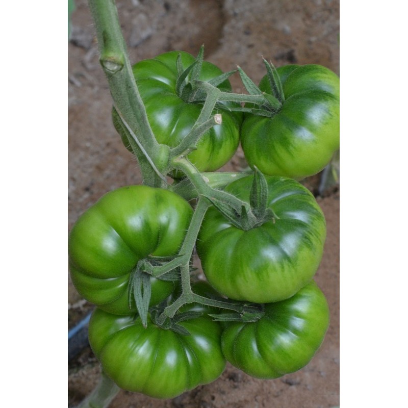 Costoluto Pachino Tomatensamen – Toamaten aus Siz. | Seeds Shop Store