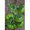Costoluto Pachino Tomatensamen – Toamaten aus Siz. | Seeds Shop Store