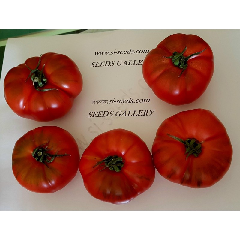 Costoluto Pachino Tomatensamen – Toamaten aus Siz. | Seeds Shop Store