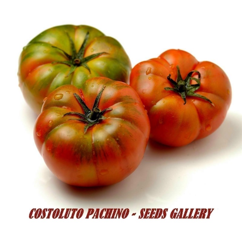 Costoluto Pachino Tomatensamen – Toamaten aus Siz. | Seeds Shop Store