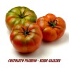 Costoluto Pachino Tomatensamen – Toamaten aus Siz. | Seeds Shop Store