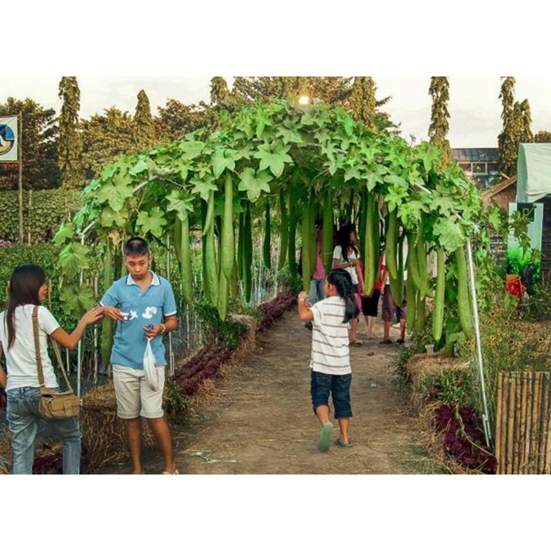 Semințe Lufă (Luffa aegyptiaca) | Seeds Shop Store