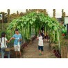 Semințe Lufă (Luffa aegyptiaca) | Seeds Shop Store