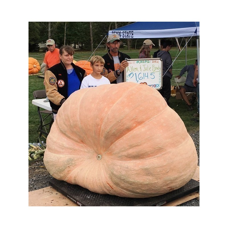 Semi di zucca gigante GOLIATH | Seeds Shop Store