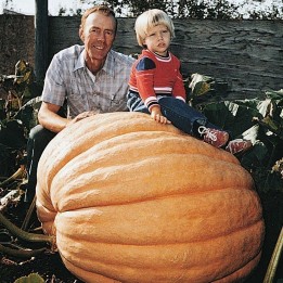 GOLIATH Giant Pumpkin Seeds - 2.7