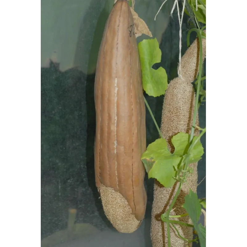 Semințe Lufă (Luffa aegyptiaca) | Seeds Shop Store