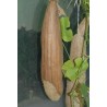Semințe Lufă (Luffa aegyptiaca) | Seeds Shop Store