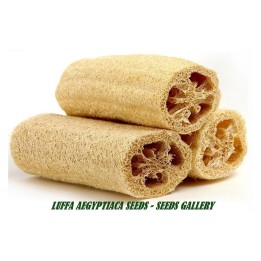 Gourd Seeds Luffa Sponge (Luffa aegyptiaca) - 287.359459